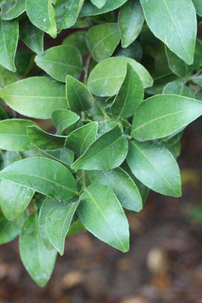              Sun leaves (Riverside, CA)       